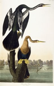 黑腹镖，1836年 作者 约翰·詹姆斯·奥杜邦
