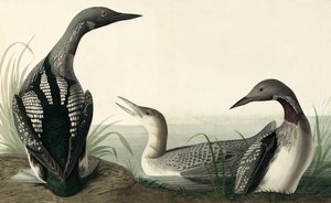 Black-throated Diver，Colymbus Arcticus，来自John J. Audubon，酒吧的“The Birds of America”。 1827年至1838年 作者 约翰·詹姆斯·奥杜邦