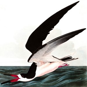 Black Skimmer或Shearwater，Rhincops Nigra，来自John The Audubon，酒吧的“The Birds of America”。 1827年至1838年 作者 约翰·詹姆斯·奥杜邦