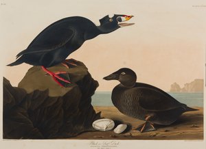 黑色或冲浪鸭，1836年（纸上wc） 作者 约翰·詹姆斯·奥杜邦