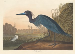 蓝鹤或苍鹭，1836年 作者 约翰·詹姆斯·奥杜邦
