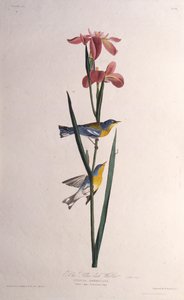 蓝黄色背莺。摘自《美国鸟类》，1827-1838年。 作者 约翰·詹姆斯·奥杜邦