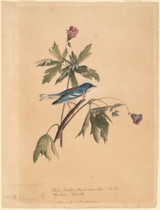 蓝黄背莺 作者 约翰·詹姆斯·奥杜邦