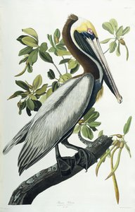 褐鹈鹕，1835年 作者 约翰·詹姆斯·奥杜邦