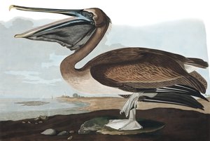 布朗鹈鹕，Pelecanus Fuscus，来自John The Audubon，酒吧的“The Birds of America”。 1827年至1838年 作者 约翰·詹姆斯·奥杜邦