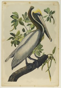 Brown Pelican，由Julien Bien印刷，由Roe Lockwood＆Son出版，1861年（彩色石版画） 作者 约翰·詹姆斯·奥杜邦