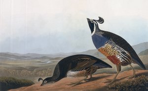 加利福尼亚鹧,,来自&39;美国鸟&39;，由Robert Havell（1793-1878）1838年刻