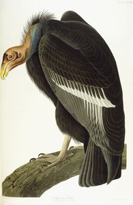 加利福尼亚秃鹰，老公，1838年