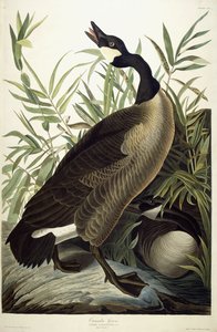 加拿大鹅c.1827-1838 作者 约翰·詹姆斯·奥杜邦
