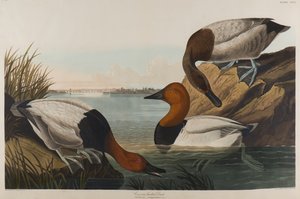 帆布背鸭，1836年（纸上wc）