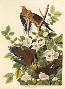 卡罗来纳州鸽子或卡罗来纳州斑鸠。摘自《美国鸟类》，1827-1838年。 作者 约翰·詹姆斯·奥杜邦