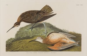 Esquimax Curlew，1834年（纸上写着） 作者 约翰·詹姆斯·奥杜邦