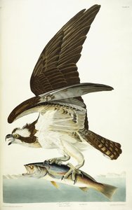 鱼鹰，1830年 作者 约翰·詹姆斯·奥杜邦