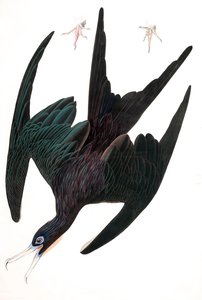 军舰鹈鹕，Tachypetes Aquilis，出自约翰-J-奥杜邦的 "美国鸟类"，1827-38年出版。1827-38（手绘版画 作者 约翰·詹姆斯·奥杜邦