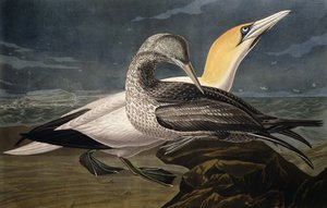 Gannets，来自“美国鸟类”，由Robert Havell（1793-1878）雕刻，于1836年出版