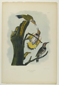 金翅啄木鸟，由Julien Bien印制，由Roe Lockwood＆Son出版，1861年（彩色石版画） 作者 约翰·詹姆斯·奥杜邦