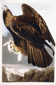 金鹰，1833年 作者 约翰·詹姆斯·奥杜邦