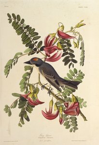灰暴君。摘自《美国鸟类》，1827-1838年。 作者 约翰·詹姆斯·奥杜邦