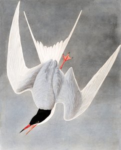 伟大的燕鸥，Sterna Hirundo，来自John J. Audubon，酒吧的“The Birds of America”。 1827年至1838年 作者 约翰·詹姆斯·奥杜邦