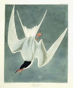 大转弯，男性，春季全身羽毛，1836年 作者 约翰·詹姆斯·奥杜邦