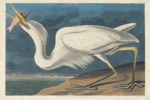 大白苍鹭，1835年 作者 约翰·詹姆斯·奥杜邦