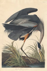 大蓝鹭，1834年 作者 约翰·詹姆斯·奥杜邦