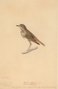 隐鸫，1820年。 作者 约翰·詹姆斯·奥杜邦