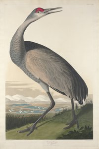Hooping Crane，1835 作者 约翰·詹姆斯·奥杜邦