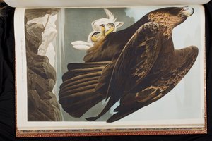 美国鸟类 "中的插图 作者 约翰·詹姆斯·奥杜邦