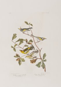 来自“美国鸟类”的插图 作者 约翰·詹姆斯·奥杜邦