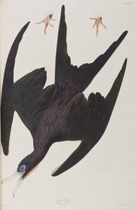 美国鸟类 "中的插图 作者 约翰·詹姆斯·奥杜邦