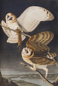 来自“美国鸟类”的插图 作者 约翰·詹姆斯·奥杜邦
