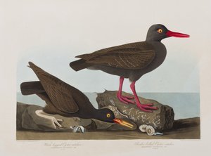 Illustration from 