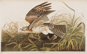 来自“美国鸟类”的插图 作者 约翰·詹姆斯·奥杜邦