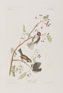 来自“美国鸟类”的插图 作者 约翰·詹姆斯·奥杜邦