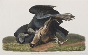 Illustration from 