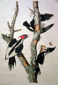 象牙喙啄木鸟，来自&39;美国鸟类&39;，1829年（详见195912）