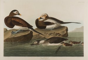 长尾鸭，1836年（纸上写着） 作者 约翰·詹姆斯·奥杜邦