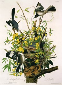 来自“美国鸟类”的嘲弄鸟类和响尾蛇，由Robert Havell（1793-1878）刻（详见195126） 作者 约翰·詹姆斯·奥杜邦