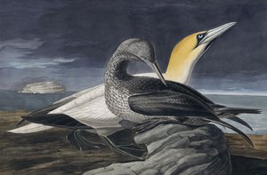 Northern Gannet，Morus Bassanus，来自John J. Audubon，酒吧的“The Birds of America”。 1827年至1838年 作者 约翰·詹姆斯·奥杜邦