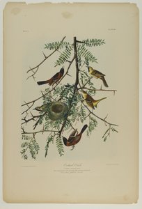 Orchard Oriole，由Julien Bien印刷，由Roe Lockwood＆Son出版，1861年（彩色石版画） 作者 约翰·詹姆斯·奥杜邦