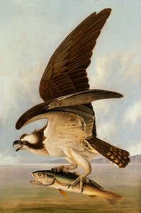 鹗和弱鱼，1829年。 作者 约翰·詹姆斯·奥杜邦