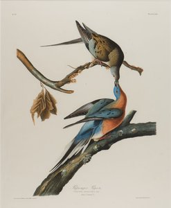 乘客鸽，1827-1838（纸上写字） 作者 约翰·詹姆斯·奥杜邦