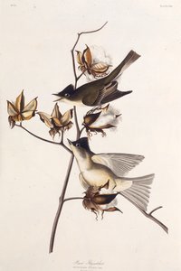Pewit捕蝇器。摘自《美国鸟类》，1827-1838年。 作者 约翰·詹姆斯·奥杜邦