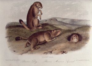 来自&39;北美四足动物&39;的草原犬鼠，1842-5，（石版画） 作者 约翰·詹姆斯·奥杜邦