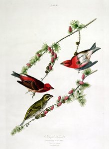紫色芬奇，来自&39;美国鸟&39;，由William Home（1788-1859）刻 作者 约翰·詹姆斯·奥杜邦