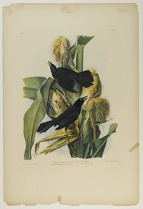 Purple Grackle或Common Crow Blackbird，由Julien Bien印制，由Roe Lockwood＆Son出版，1861年（彩色石版画） 作者 约翰·詹姆斯·奥杜邦