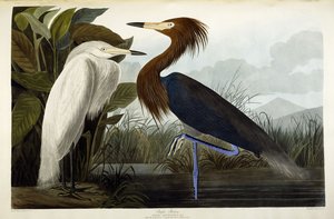 紫鹭，约1835年 作者 约翰·詹姆斯·奥杜邦