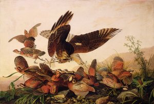 红肩鹰攻击Bobwhite Partridges，1827年 作者 约翰·詹姆斯·奥杜邦