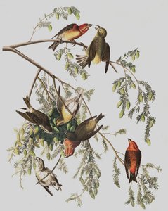Red Crossbill，Loxia Curvirostra，来自John The Audubon，酒吧的“The Birds of America”。 1827年至1838年 作者 约翰·詹姆斯·奥杜邦